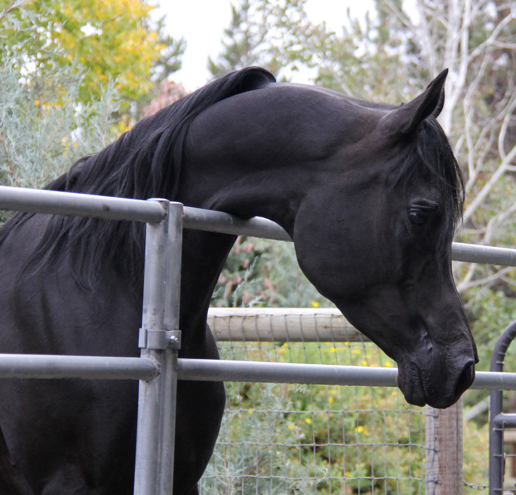 Homozygous black stallion, Ferric BP