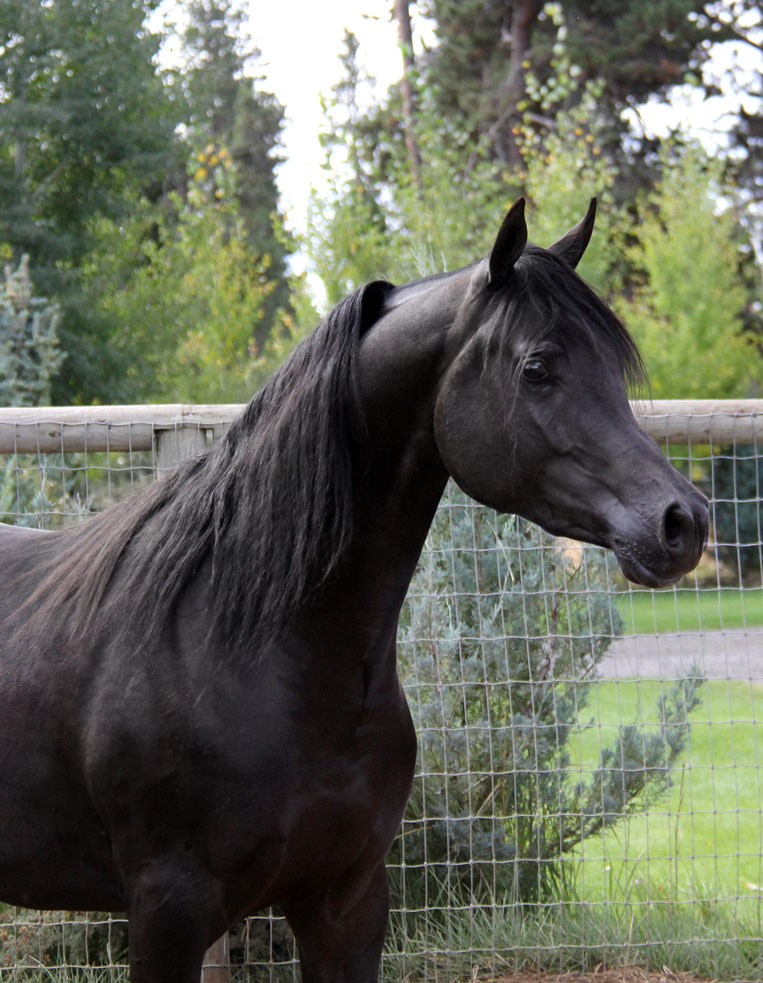 Homozygous black Arabian stallion ferric BP