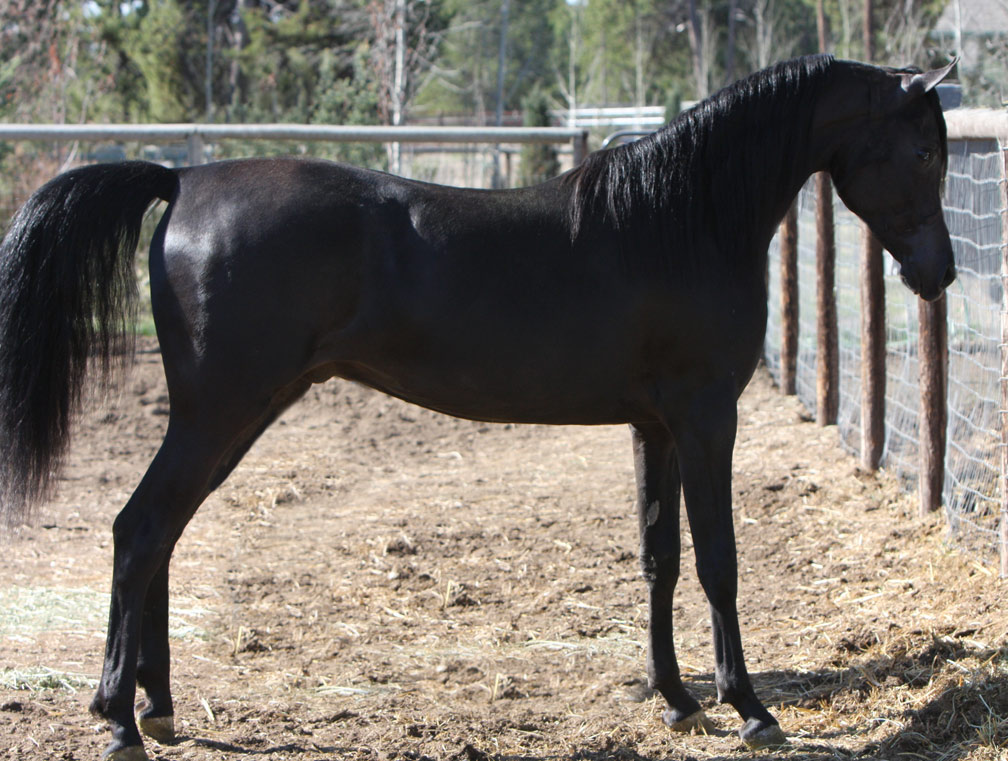 Homozygous solid black stallion by Ferrer by Enzo