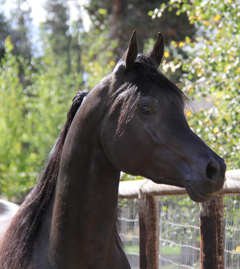 Homozygous solid black Arabian stallion, Ferric BP by Ferrer by Enzo