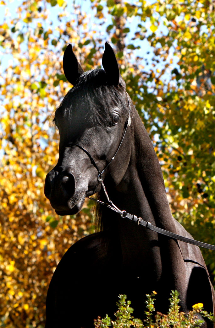 homozygous solid black arabian stallion, Ferric BP