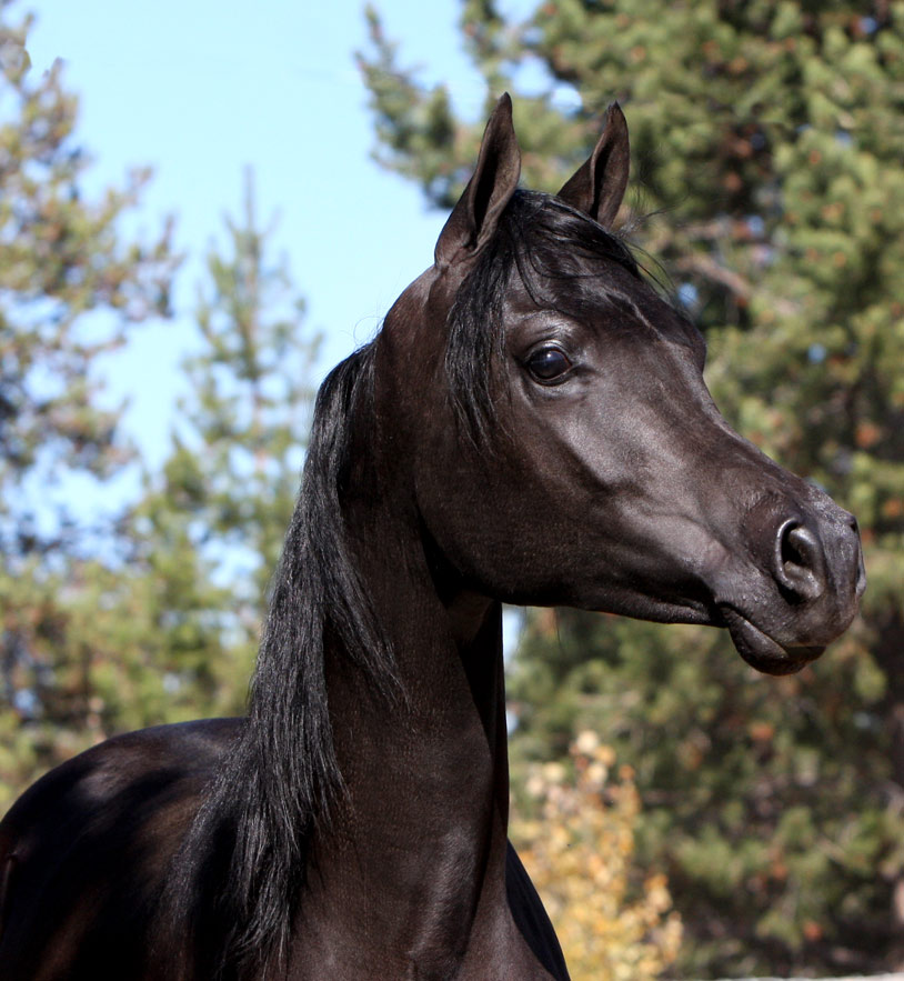 Homozygous solid black Arabian stallion by pfc Trevallon