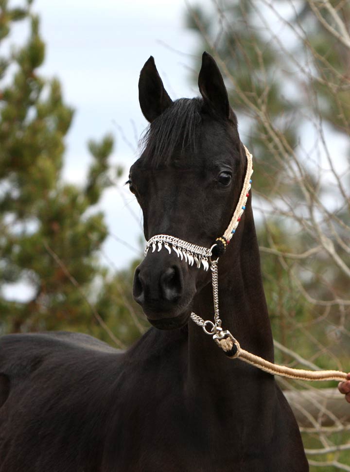 Homozygous solid black colt by Ferrer
