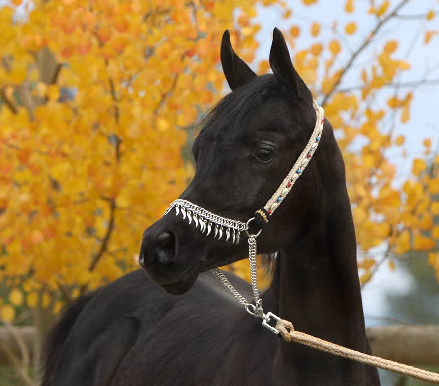 Homozygous solid Black Arabian stallion by Ferrer