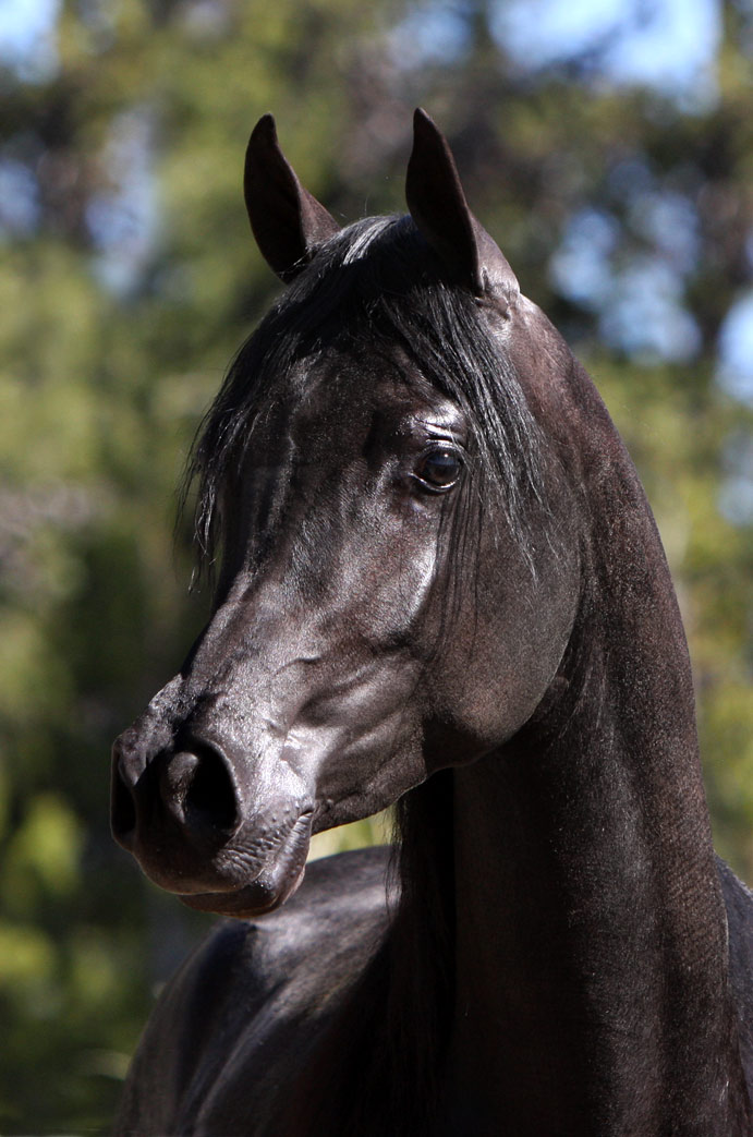 Black homozygous Arabian Stallion by Ferrer by Enzo