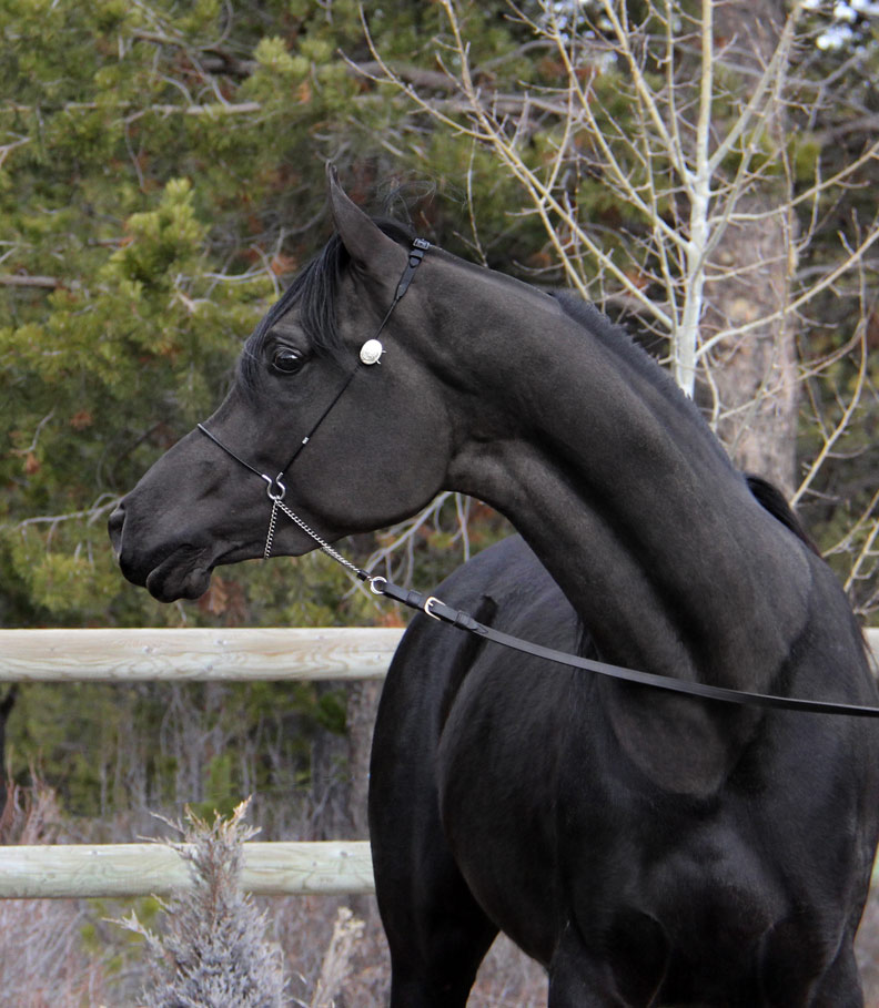 Black Arabian stallion by Ferrer by enzo