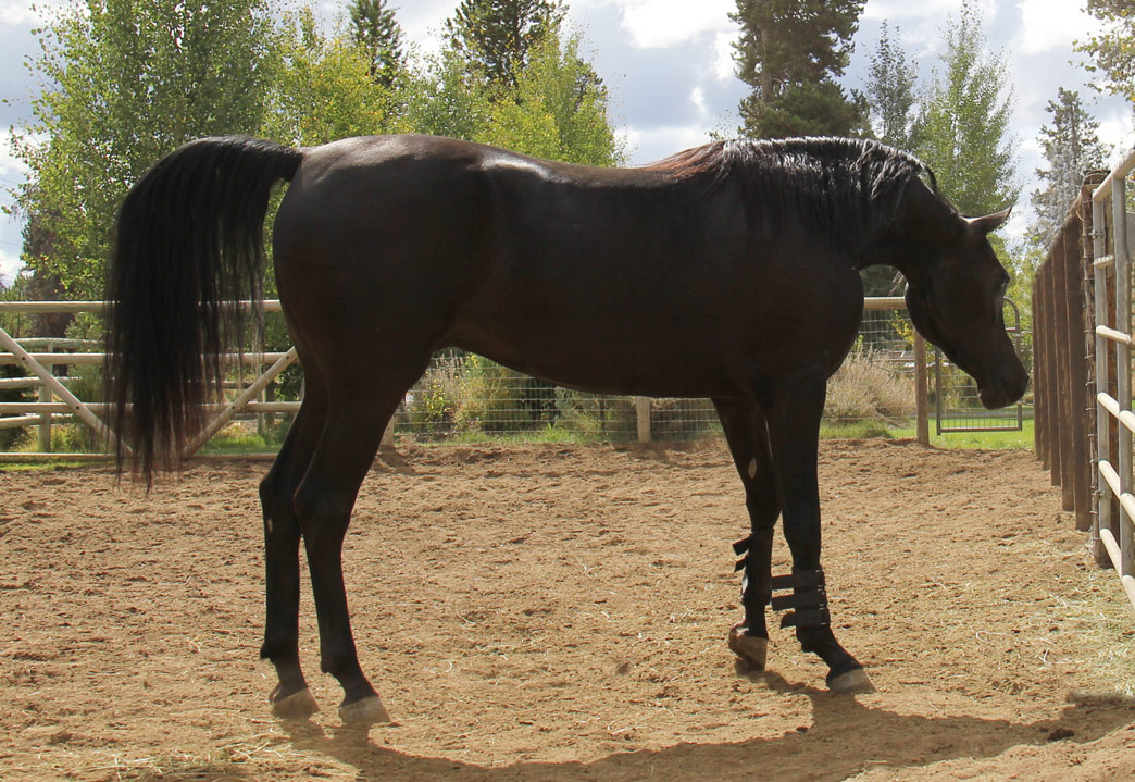 Homozygous solid black Arabian stallion, Ferric BP by Ferrer by Enzo