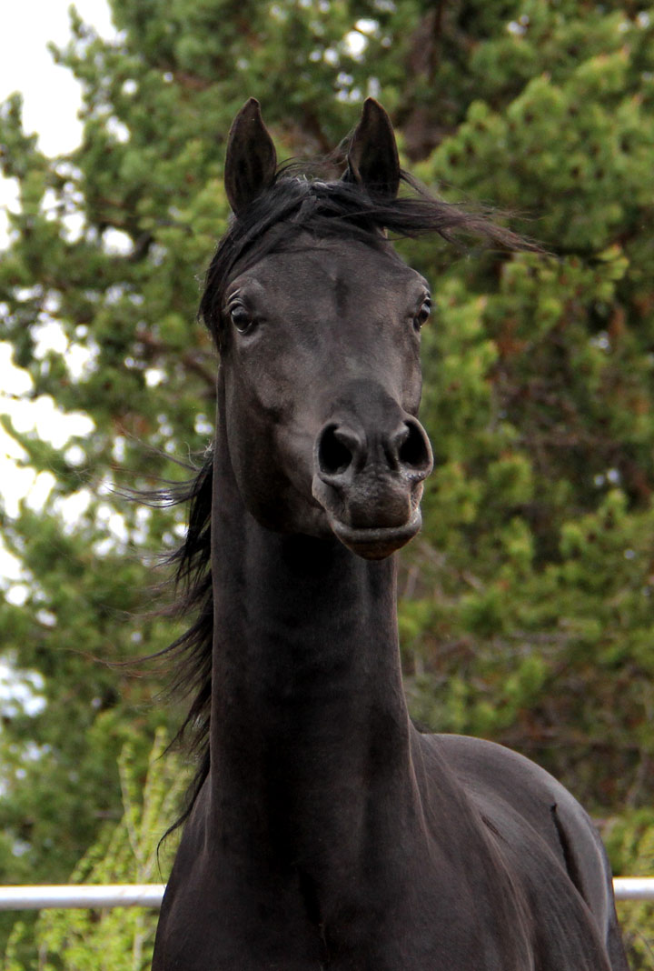 Homozygous solid black Arabian stallion by Ferrer out of a pfc Trevallon daughter
