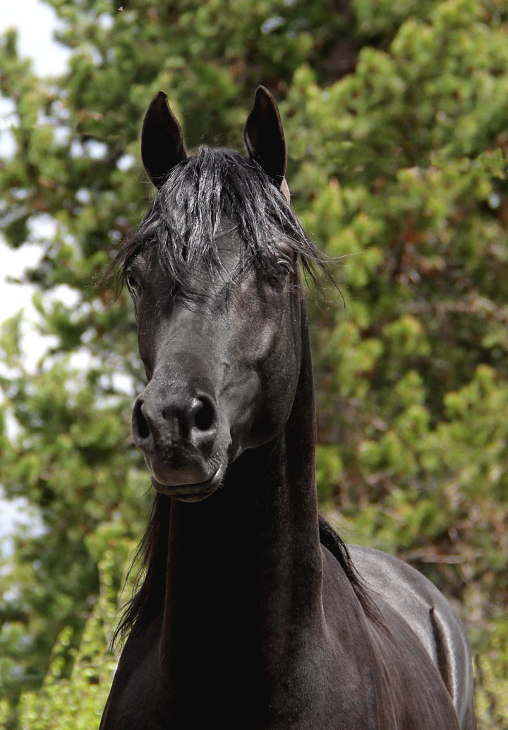 Homozygous solid black Arabians stallion by Ferrer by Enzo