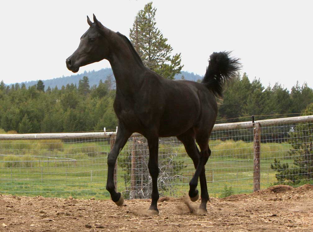 Solid black homozygouse Arabian stallion