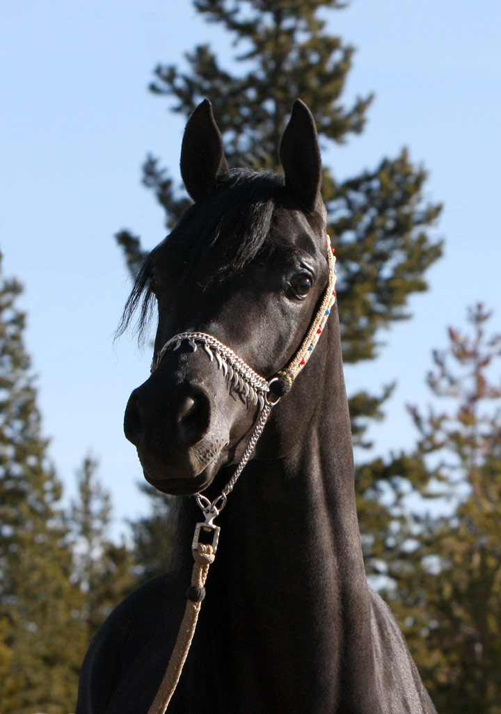Homozygous Solid Black Arbabian stallion by Ferrer, by Enzo