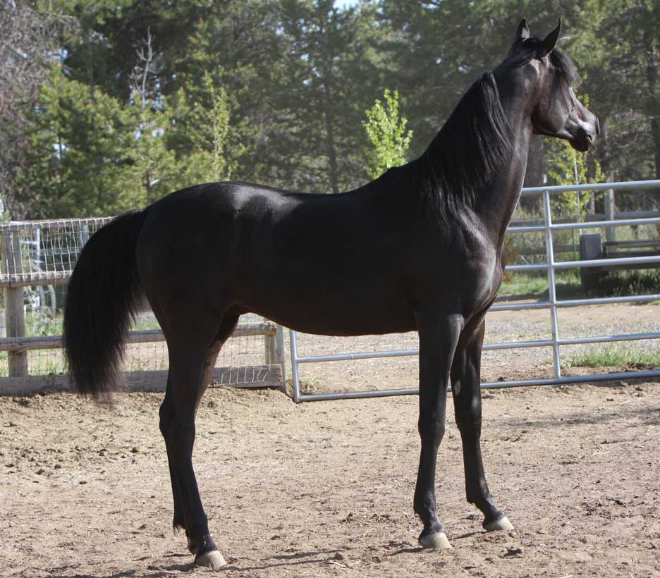 Solid black homozygouse Arabian stallion