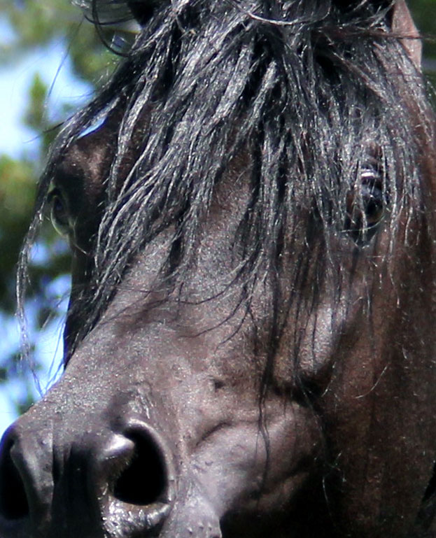 Homozygous solid black Arabian stallion