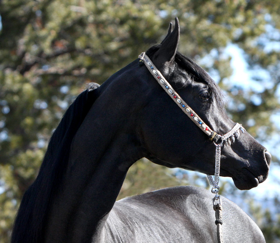 Homozygous solid black Arabian stallion