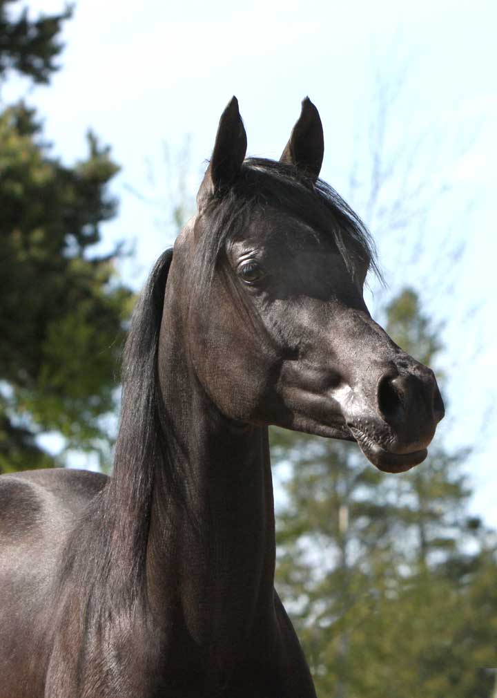Solid black homozygouse Arabian stallion