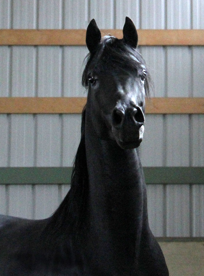 homozygous black Arabian stallion Ferric BP