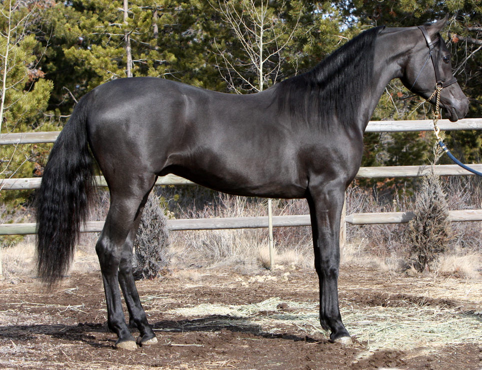 Homozygous black Arabian stallion by Ferrer by Enzo