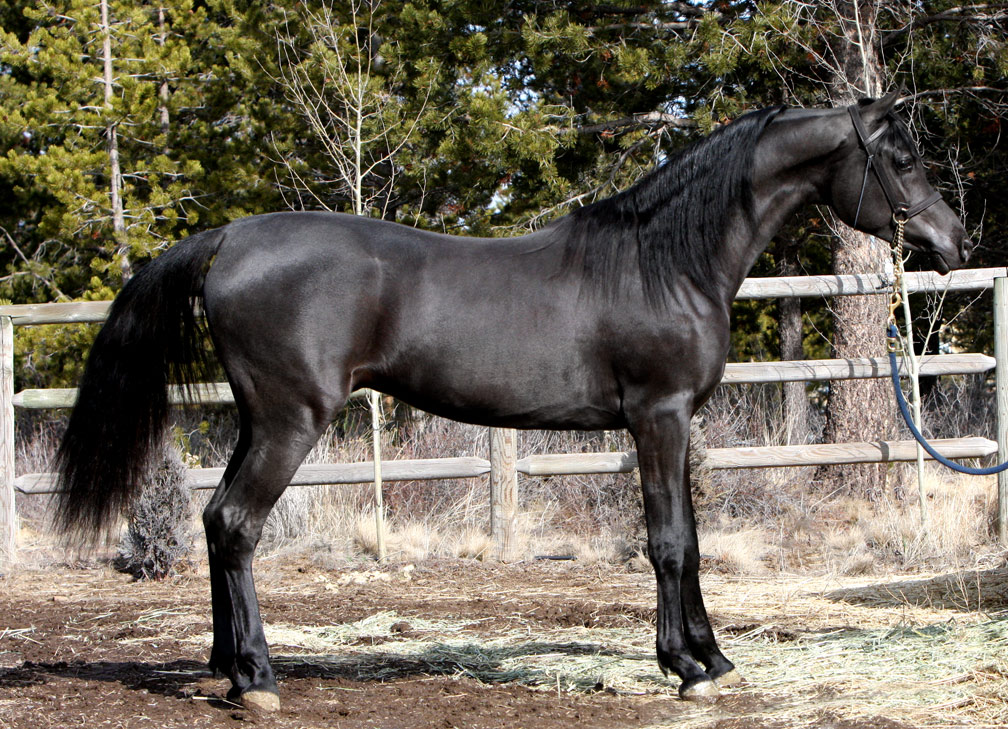 Homozygous black Arabian stallion by Ferrer by Enzo