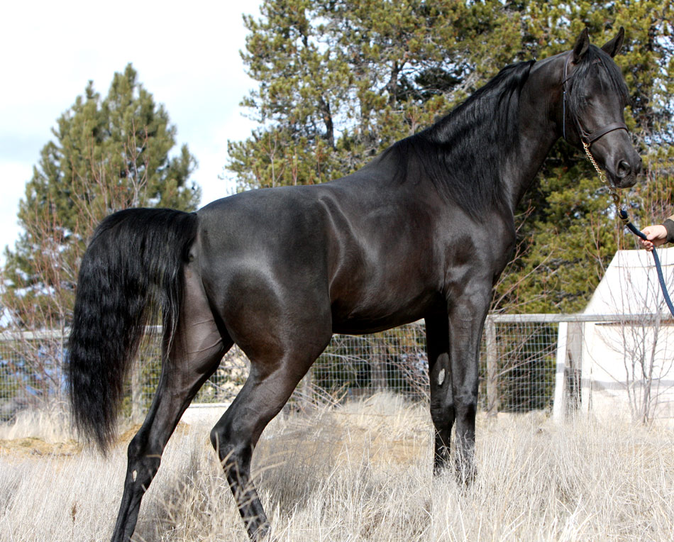Homozygous black Arabian stallion by Ferer by Enzo