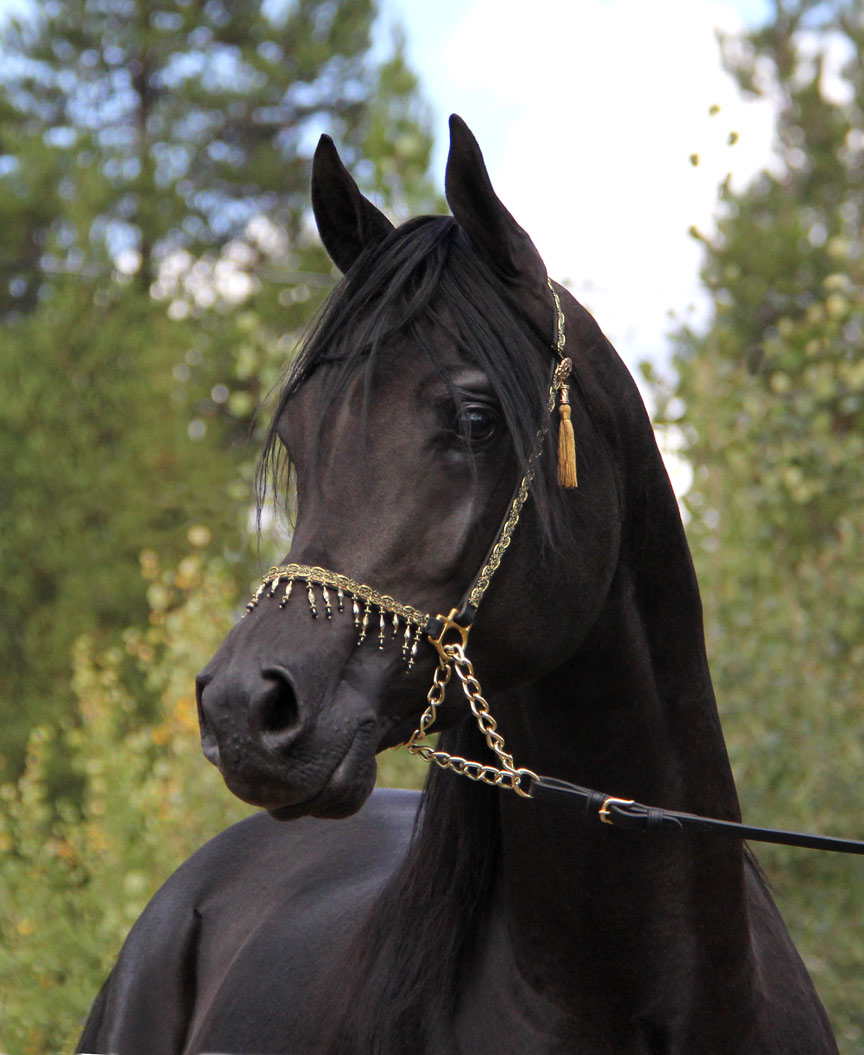Homozygous solid black Arabian Stallion by Ferrer by Enzo