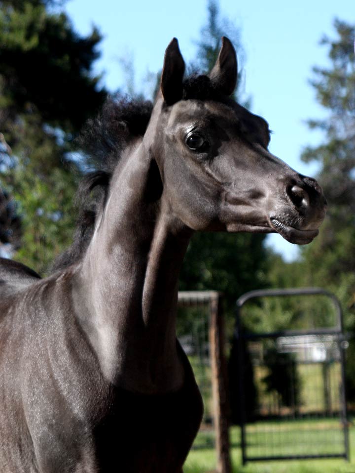 Homozygous Black Arabian colt by Ferrer