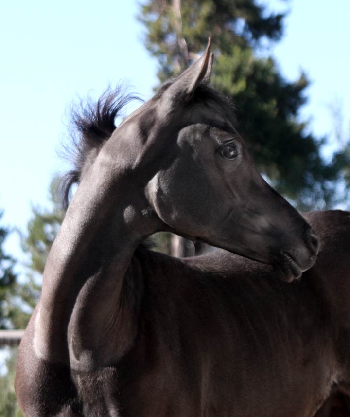 Homozygous sold black Arabian colt by Ferrer