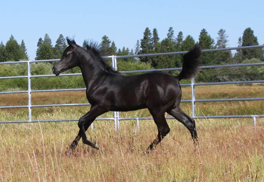 Homozygous black Arabian colt by Ferrer
