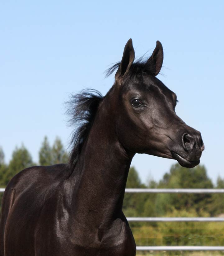 Homozygous black Arabian colt by Ferrer