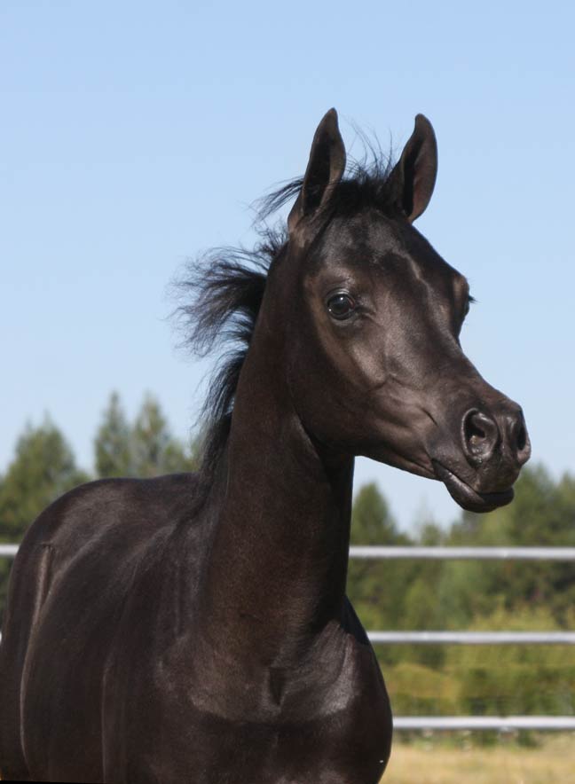 Homozygous black Arabian colt by Ferrer