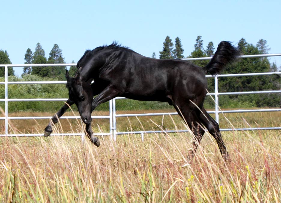 Homozygous black Arabian colt by Ferrer