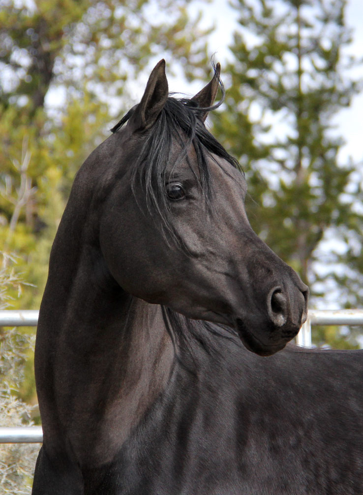 Homozygous solid black Arabian Stallion by Ferrer by Enzo
