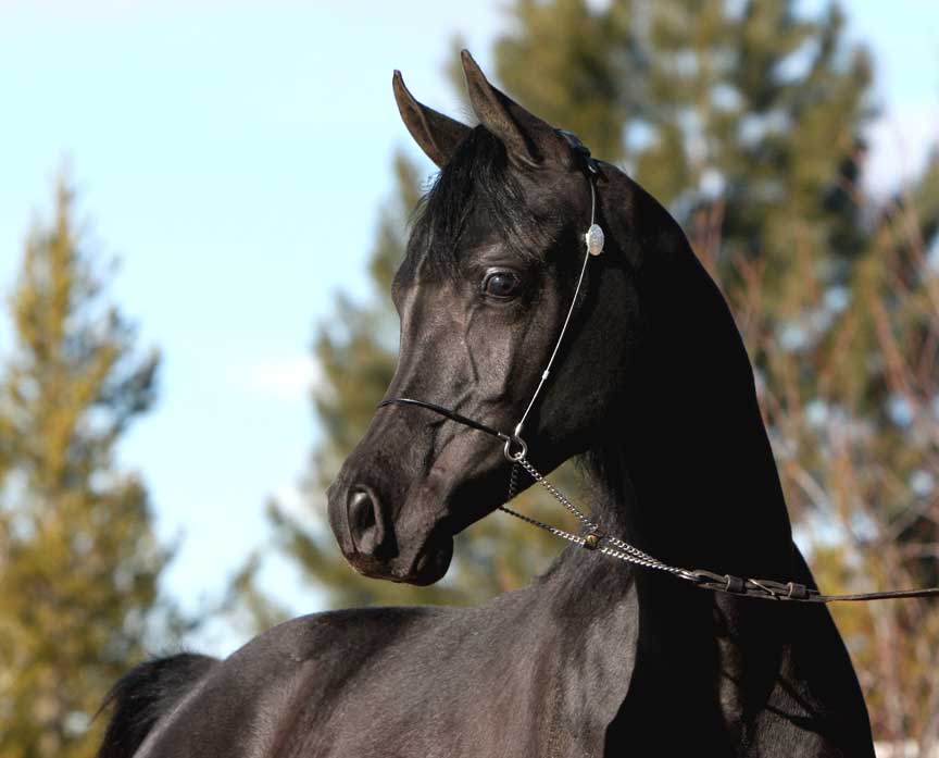 Homozygous solid black Arabian colt by Ferrer