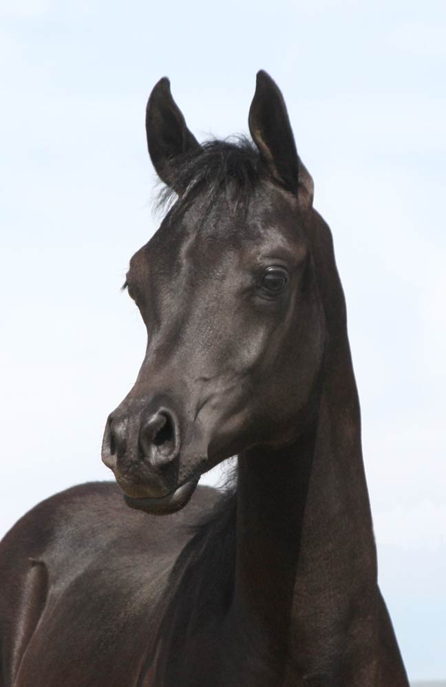 Homozygous black arabian colt by Ferre, exported black Enzo son