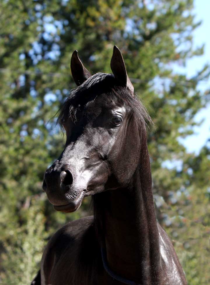 Homozygous Black Arabian stallion by Ferrer by Enzo