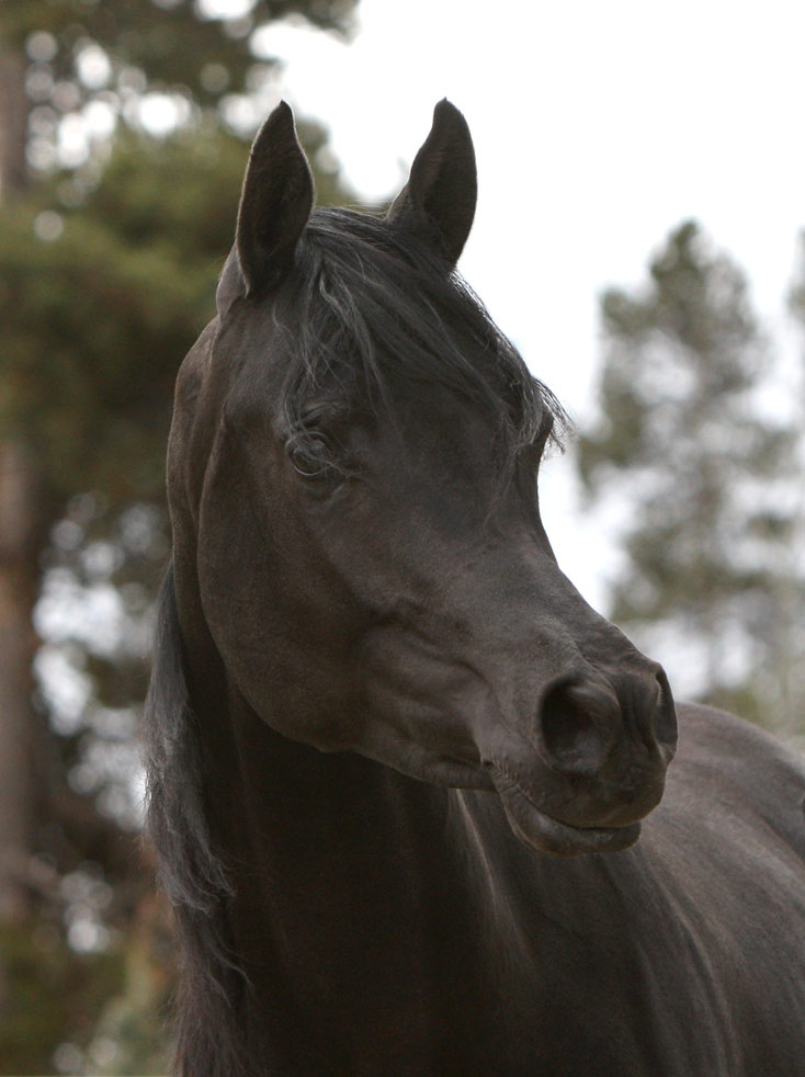 Homozygous solid black Arabian stallion