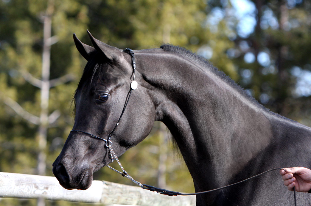 Black Arabian stallion by Ferrer, an Enzo son