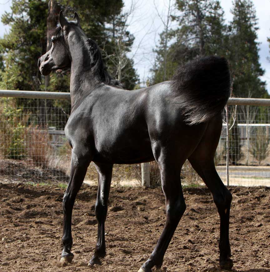 Homozygous solid black Arabian stallion by Ferrer by Enzo