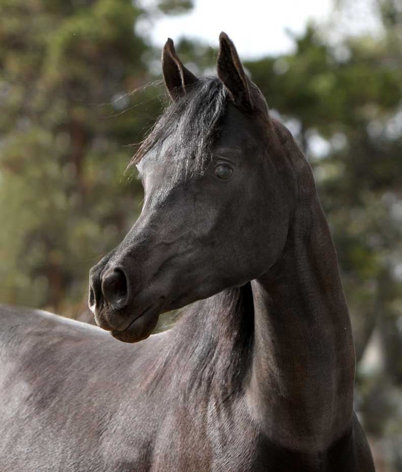 Homozygous black Arabian stallion by Ferrer by Enzo