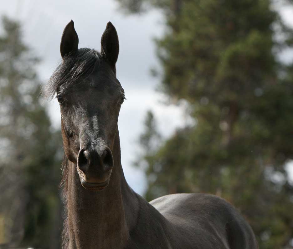 Homozygous black Arabian stallion by Ferrer by Enzo
