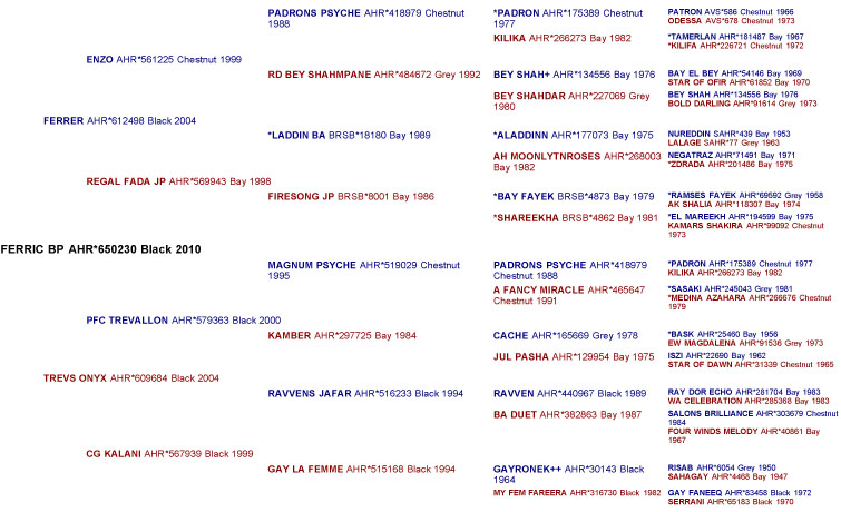 pedigree of Ferric BP, black Arabian stallion