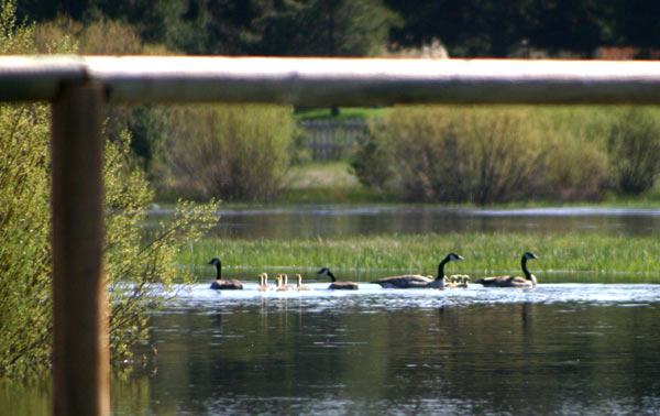 Spring in La Pine