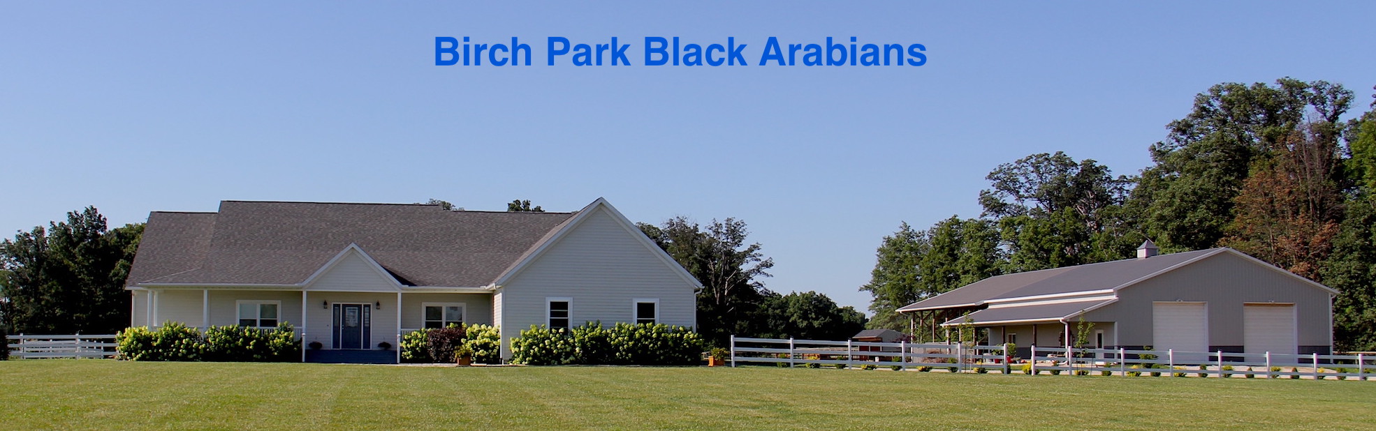 Birch
Park Black Arabians