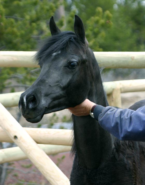 Black colt by Trevallon