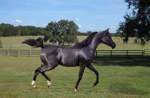 Black colt by pfc Trevallon