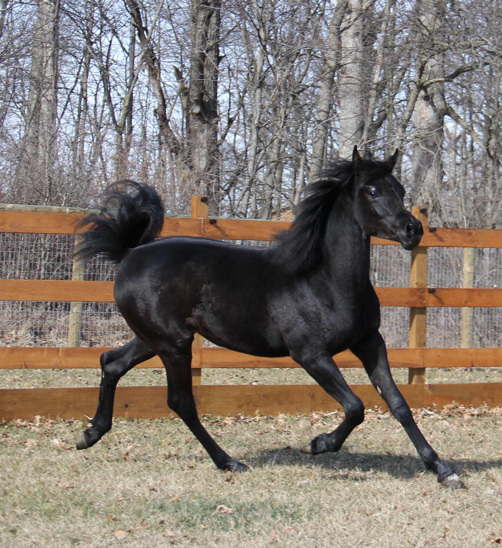 Homozygous Black colt by HF Creed