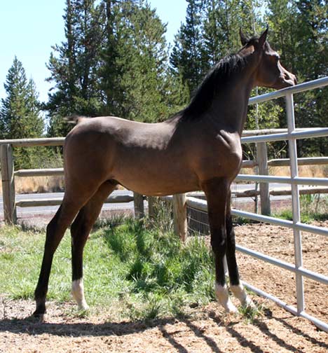 Grey colt by Marajj