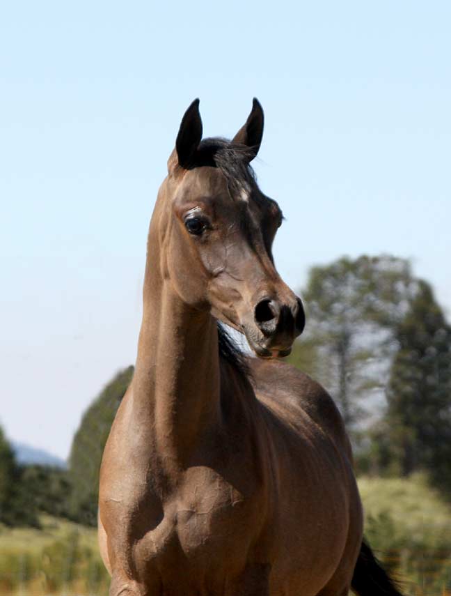 Grey colt by Marajj