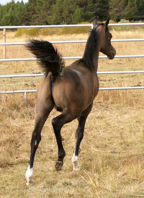 Grey colt by Marajj