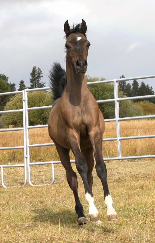 Grey colt by Marajj
