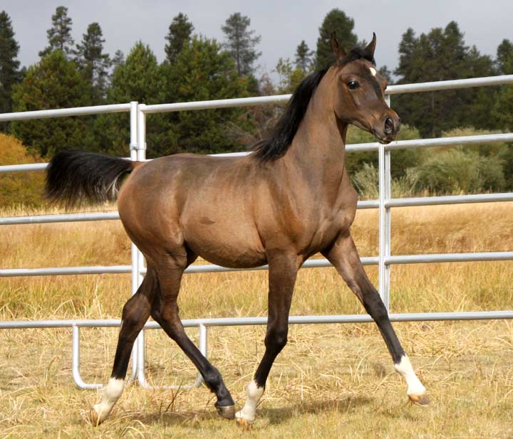 Grey colt by Marajj
